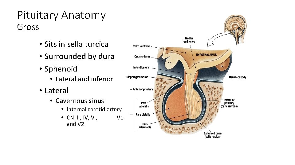 Pituitary Anatomy Gross • Sits in sella turcica • Surrounded by dura • Sphenoid