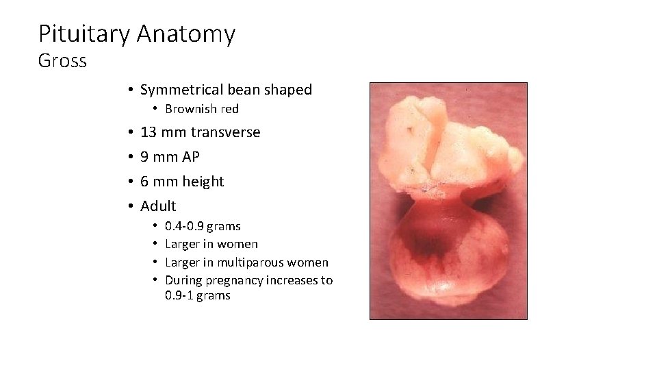 Pituitary Anatomy Gross • Symmetrical bean shaped • Brownish red • • 13 mm