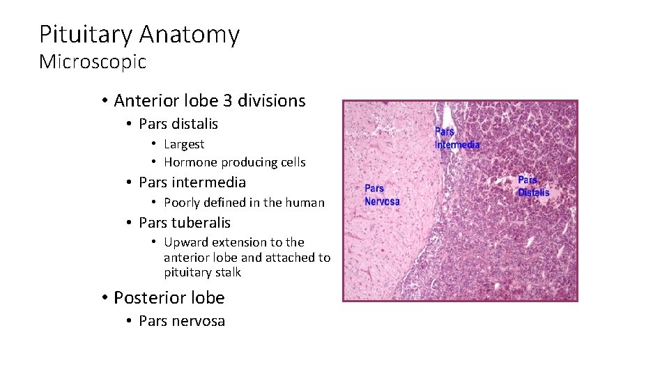 Pituitary Anatomy Microscopic • Anterior lobe 3 divisions • Pars distalis • Largest •