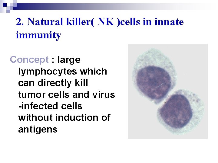 2. Natural killer( NK )cells in innate immunity Concept : large lymphocytes which can