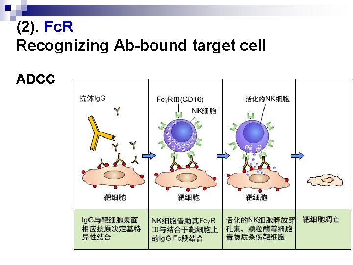 (2). Fc. R Recognizing Ab-bound target cell ADCC 