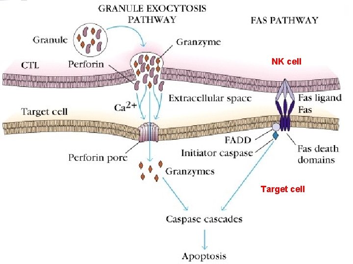 NK cell Target cell 