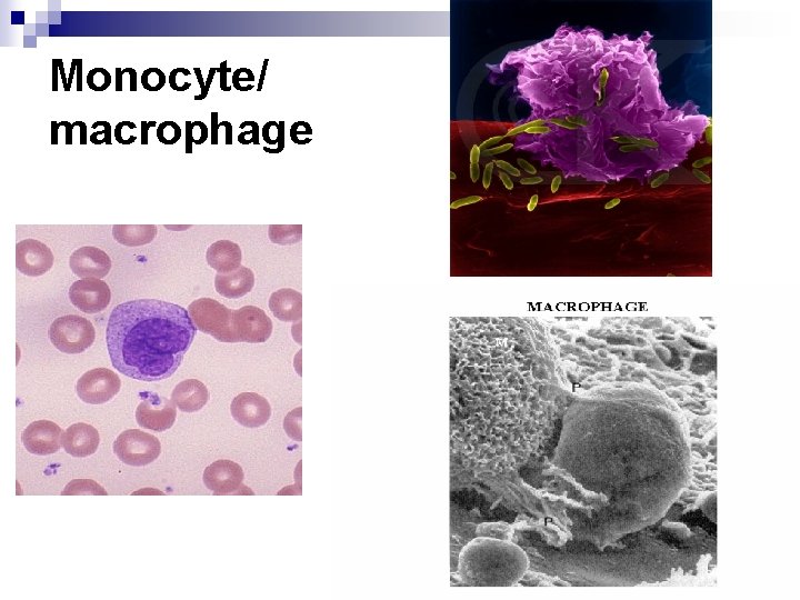 Monocyte/ macrophage 