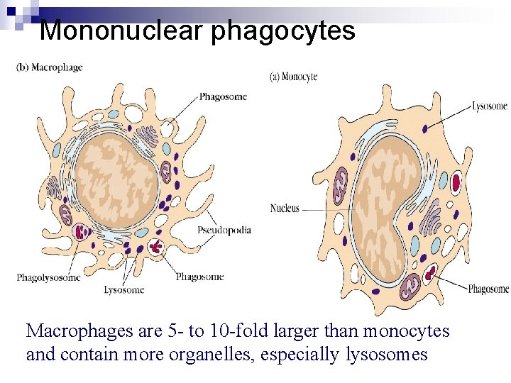 Mononuclear phagocytes Macrophages are 5 - to 10 -fold larger than monocytes and contain