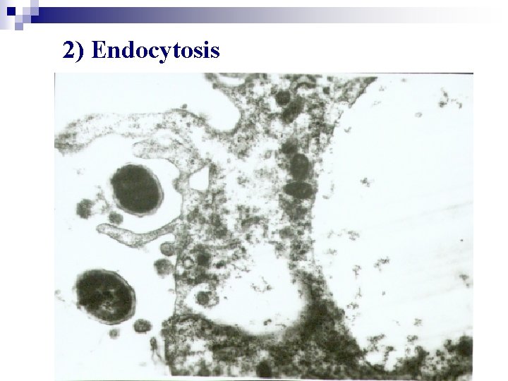 2) Endocytosis 