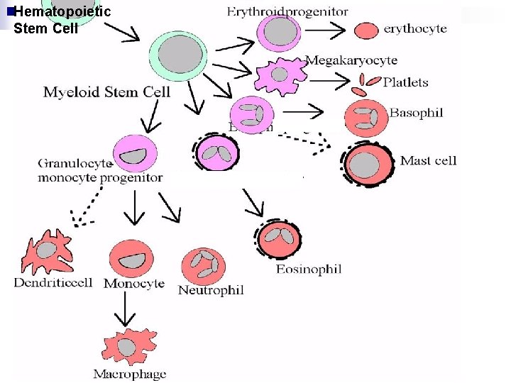 Hematopoietic Stem Cell 