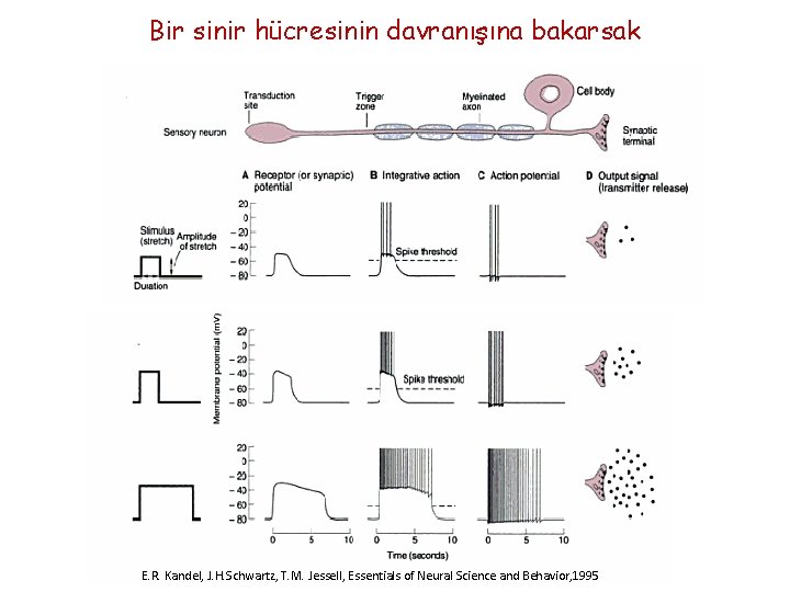 Bir sinir hücresinin davranışına bakarsak E. R. Kandel, J. H. Schwartz, T. M. Jessell,