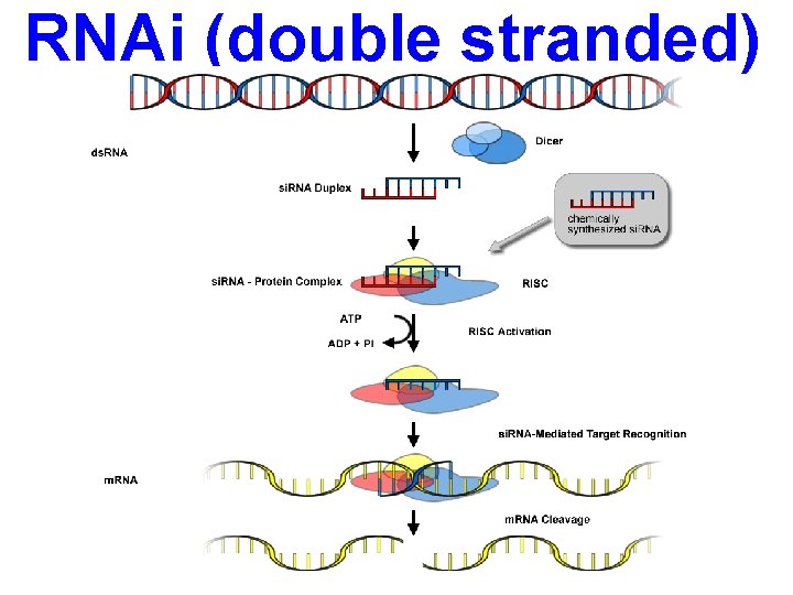 Rnai Model Methods and Logic 2007 Inhibitors Examples How they