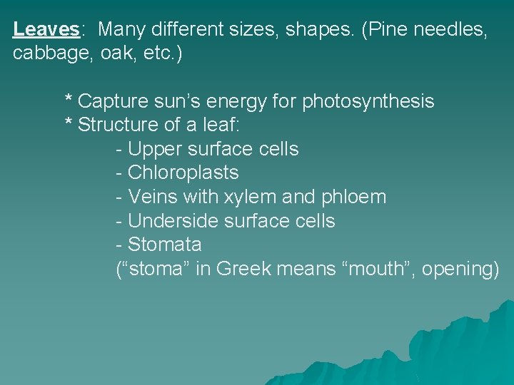 Leaves: Many different sizes, shapes. (Pine needles, cabbage, oak, etc. ) * Capture sun’s