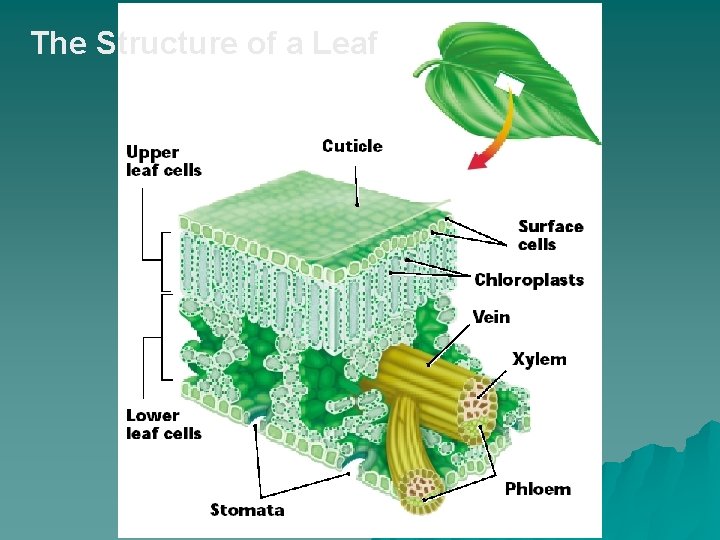 The Structure of a Leaf 