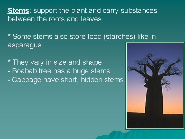 Stems: support the plant and carry substances between the roots and leaves. * Some