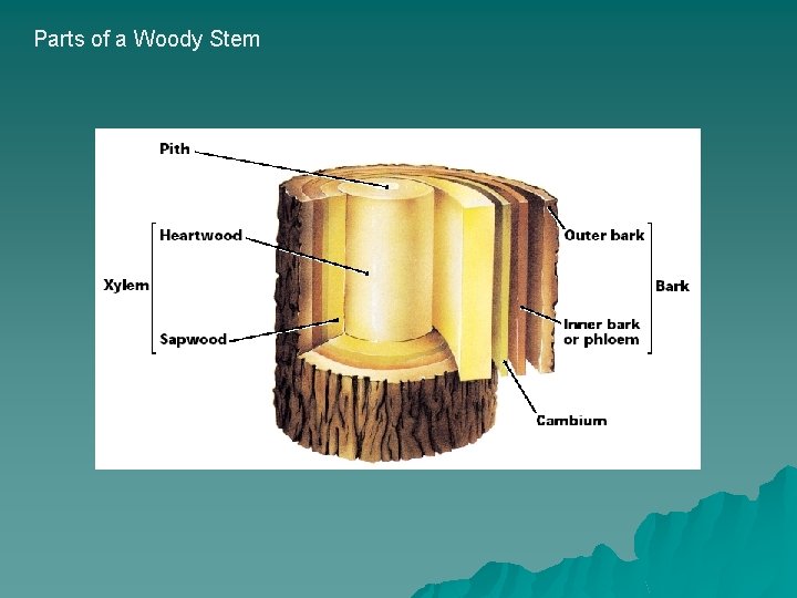 Parts of a Woody Stem 