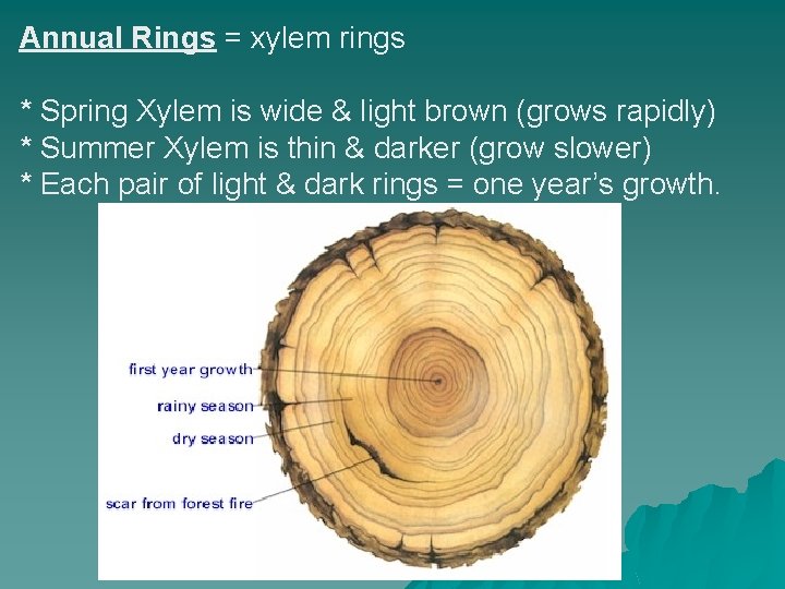 Annual Rings = xylem rings * Spring Xylem is wide & light brown (grows