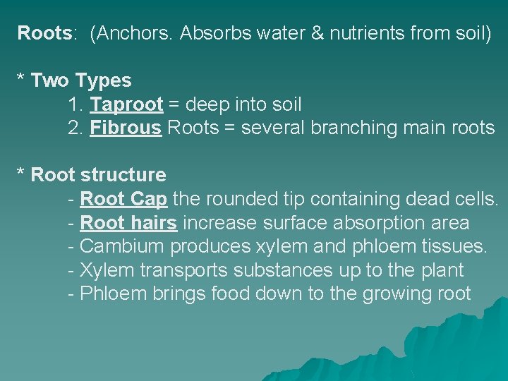 Roots: (Anchors. Absorbs water & nutrients from soil) * Two Types 1. Taproot =