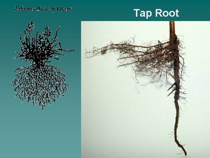 Tap Root 