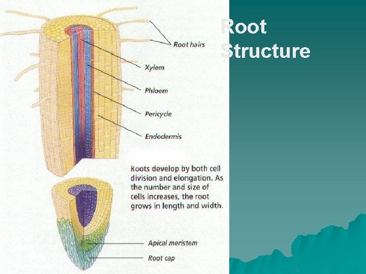 Root Structure 