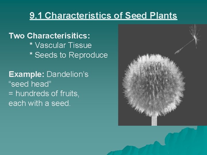 9. 1 Characteristics of Seed Plants Two Characterisitics: * Vascular Tissue * Seeds to
