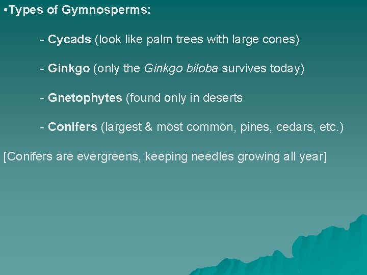  • Types of Gymnosperms: - Cycads (look like palm trees with large cones)