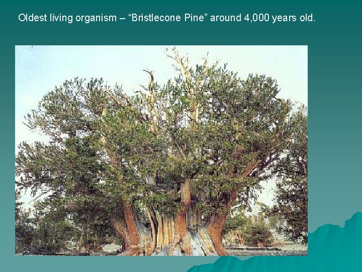 Oldest living organism – “Bristlecone Pine” around 4, 000 years old. 