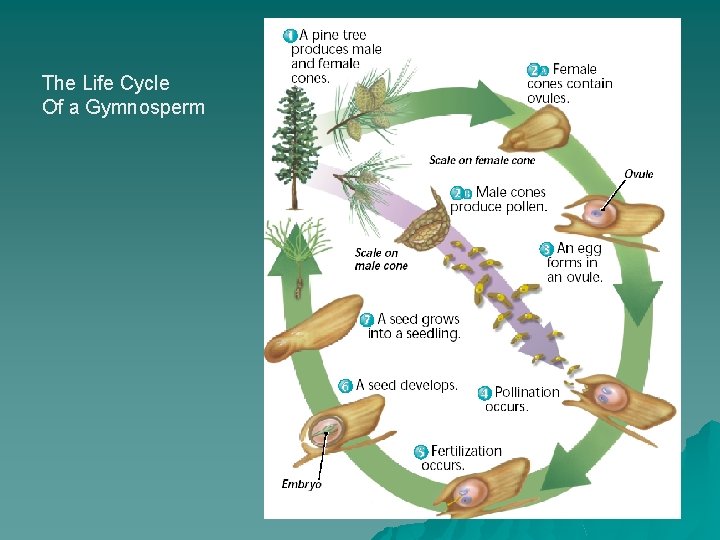 The Life Cycle Of a Gymnosperm 