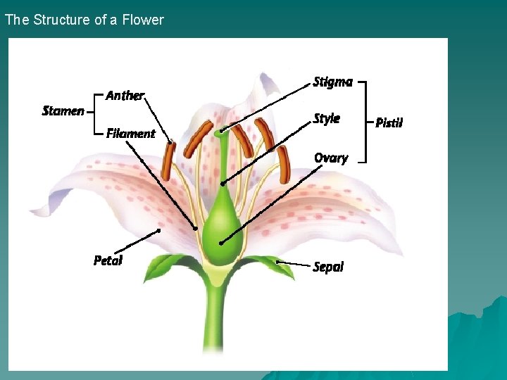The Structure of a Flower 
