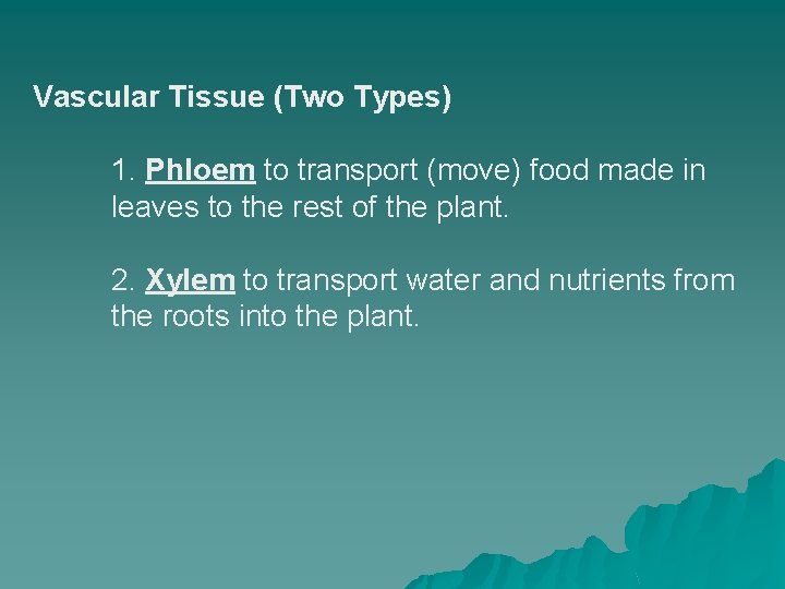 Vascular Tissue (Two Types) 1. Phloem to transport (move) food made in leaves to