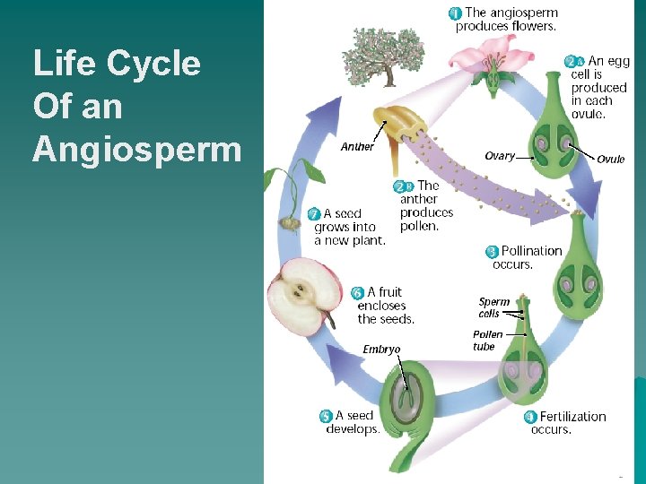 Life Cycle Of an Angiosperm 