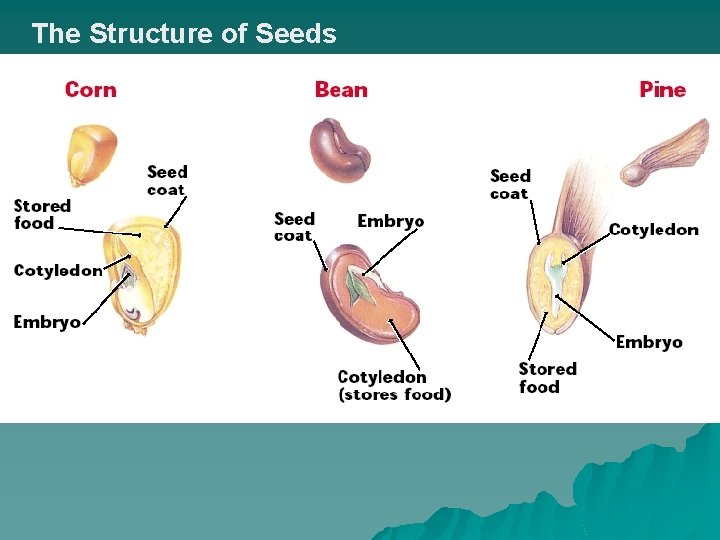 The Structure of Seeds 