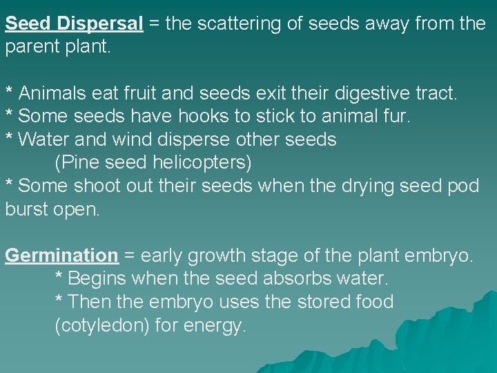 Seed Dispersal = the scattering of seeds away from the parent plant. * Animals