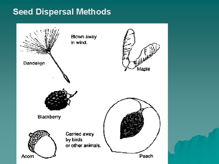 Seed Dispersal Methods 