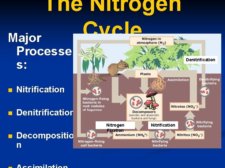 The Nitrogen Cycle Major Processe s: n Nitrification n Denitrification n Decompositio n Denitrification