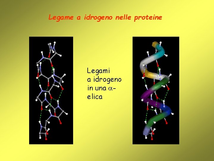 Legame a idrogeno nelle proteine Legami a idrogeno in una elica 