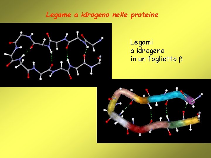 Legame a idrogeno nelle proteine Legami a idrogeno in un foglietto 