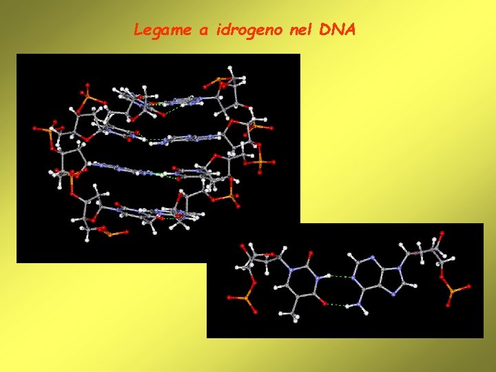 Legame a idrogeno nel DNA 