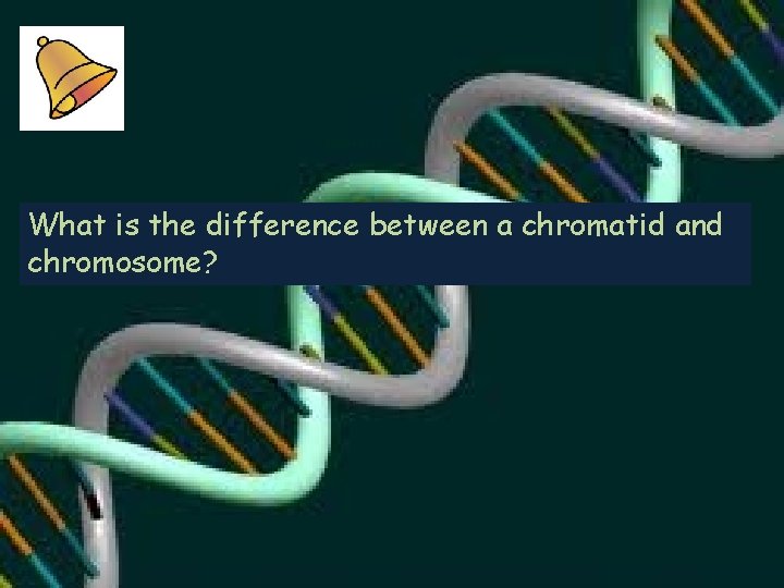What is the difference between a chromatid and chromosome? 