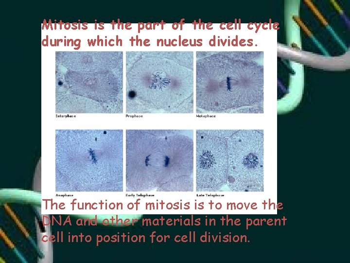 Mitosis is the part of the cell cycle during which the nucleus divides. The