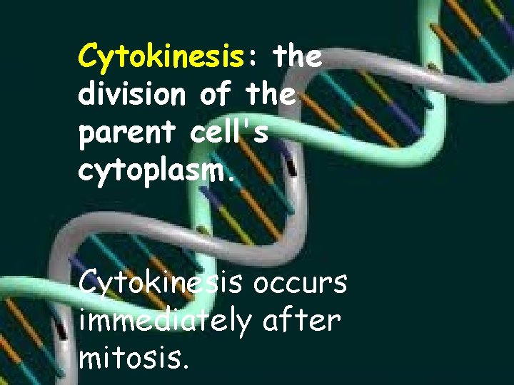 Cytokinesis: the division of the parent cell's cytoplasm. Cytokinesis occurs immediately after mitosis. 