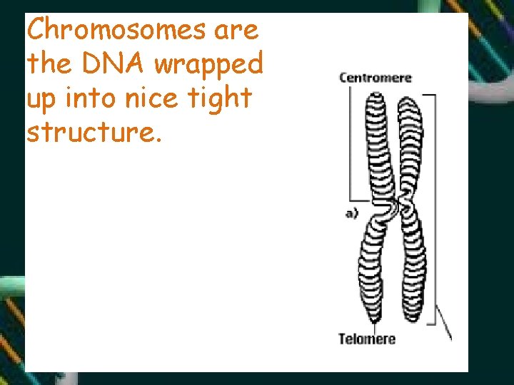 Chromosomes are the DNA wrapped up into nice tight structure. 