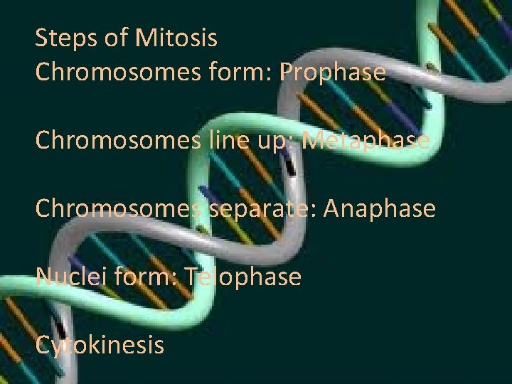 Steps of Mitosis Chromosomes form: Prophase Chromosomes line up: Metaphase Chromosomes separate: Anaphase Nuclei