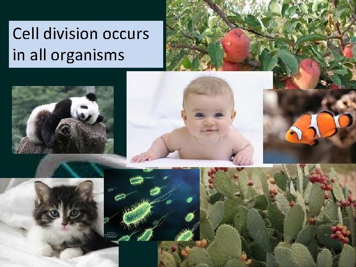 Cell division occurs in all organisms 