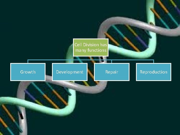 Cell Division has many functions Growth Development Repair Reproduction 