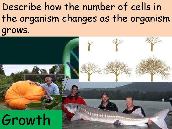Describe how the number of cells in the organism changes as the organism grows.