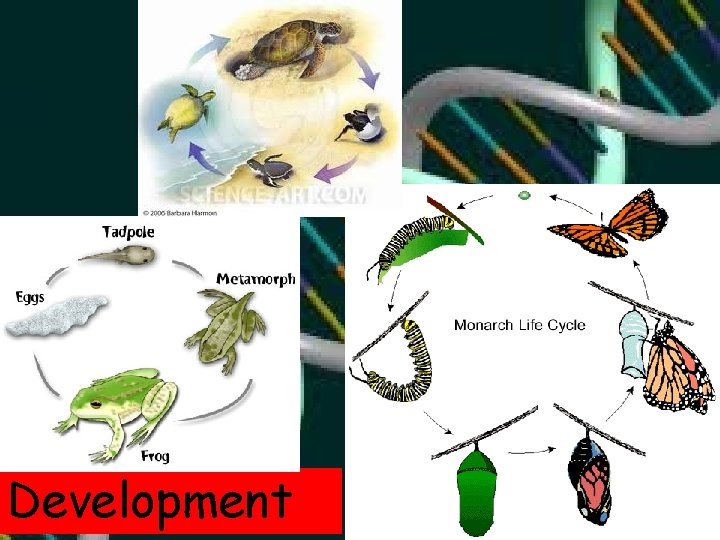 Development 
