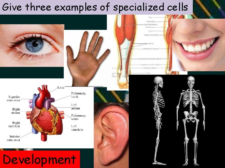 Give three examples of specialized cells Development 
