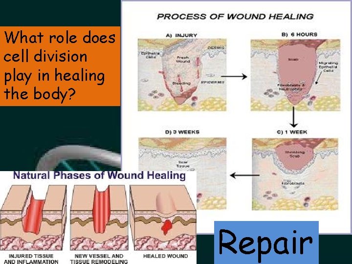 What role does cell division play in healing the body? Repair 