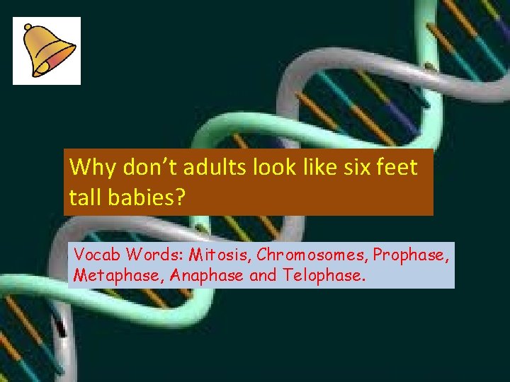 Why don’t adults look like six feet tall babies? Vocab Words: Mitosis, Chromosomes, Prophase,