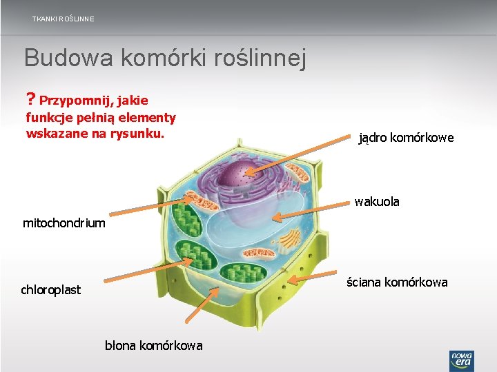 TKANKI ROŚLINNE Budowa komórki roślinnej ? Przypomnij, jakie funkcje pełnią elementy wskazane na rysunku.