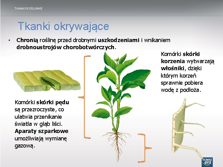 TKANKI ROŚLINNE Tkanki okrywające • Chronią roślinę przed drobnymi uszkodzeniami i wnikaniem drobnoustrojów chorobotwórczych.