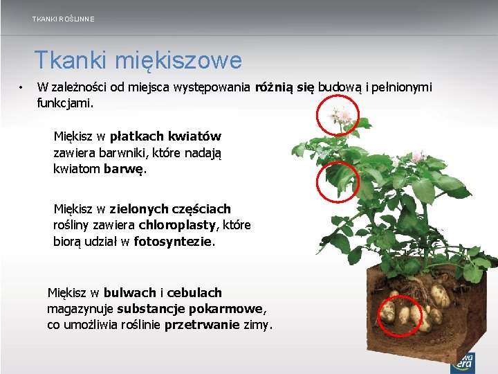 TKANKI ROŚLINNE Tkanki miękiszowe • W zależności od miejsca występowania różnią się budową i