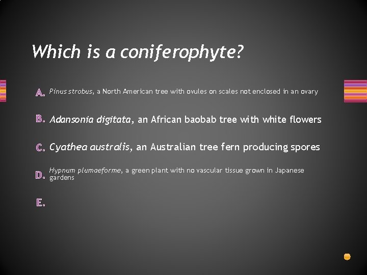 Which is a coniferophyte? A. Pinus strobus, a North American tree with ovules on